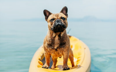 Dog Trainer Salary − How Much Can You Make?