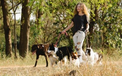 How To Launch A Successful Dog Walking Business