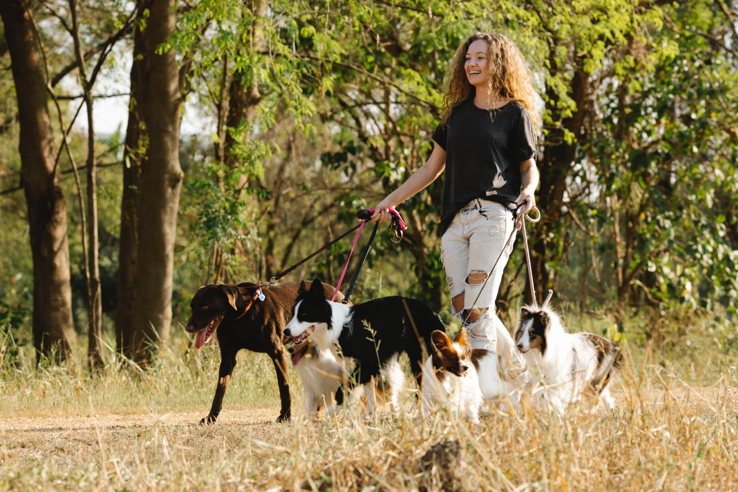 A Young Woman Dog Walking a Group of Dogs in a Park