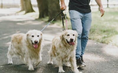Grow Your Dog Walking Business The Easy Way