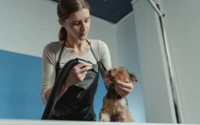 Dog Grooming: How To Set Competitive Rates For Your Business