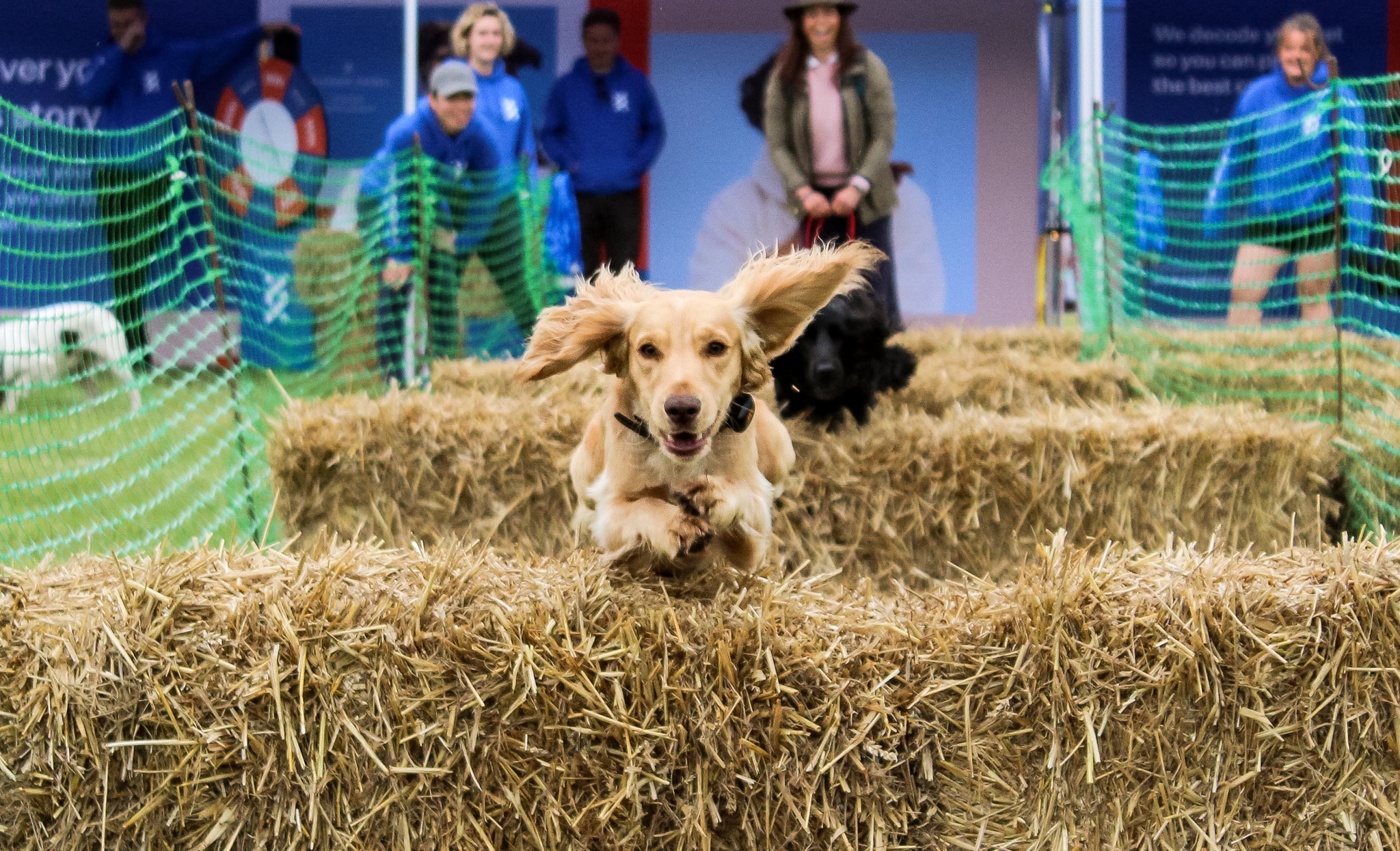 DogFest 2023 Hay Bale Race