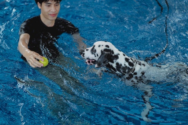 Dog training business: Training a dog to swim