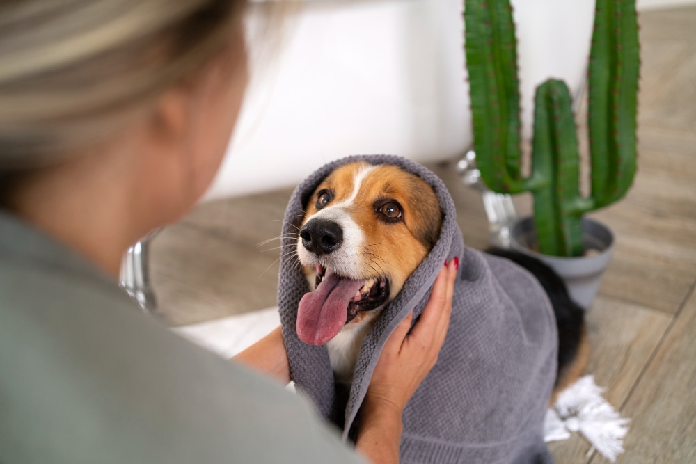 Software To Streamline Your Pet Sitting  And Dog Grooming Businesses