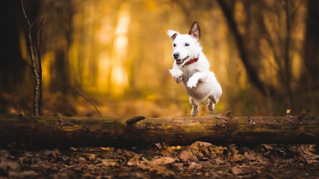 Dog Jumping over Tree Trunk - Pet Photography