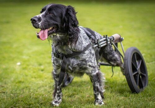 Inclusive pet service: A dog using a wheelchair aid