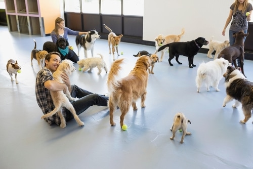 Inclusive pet services: A pet daycare facility