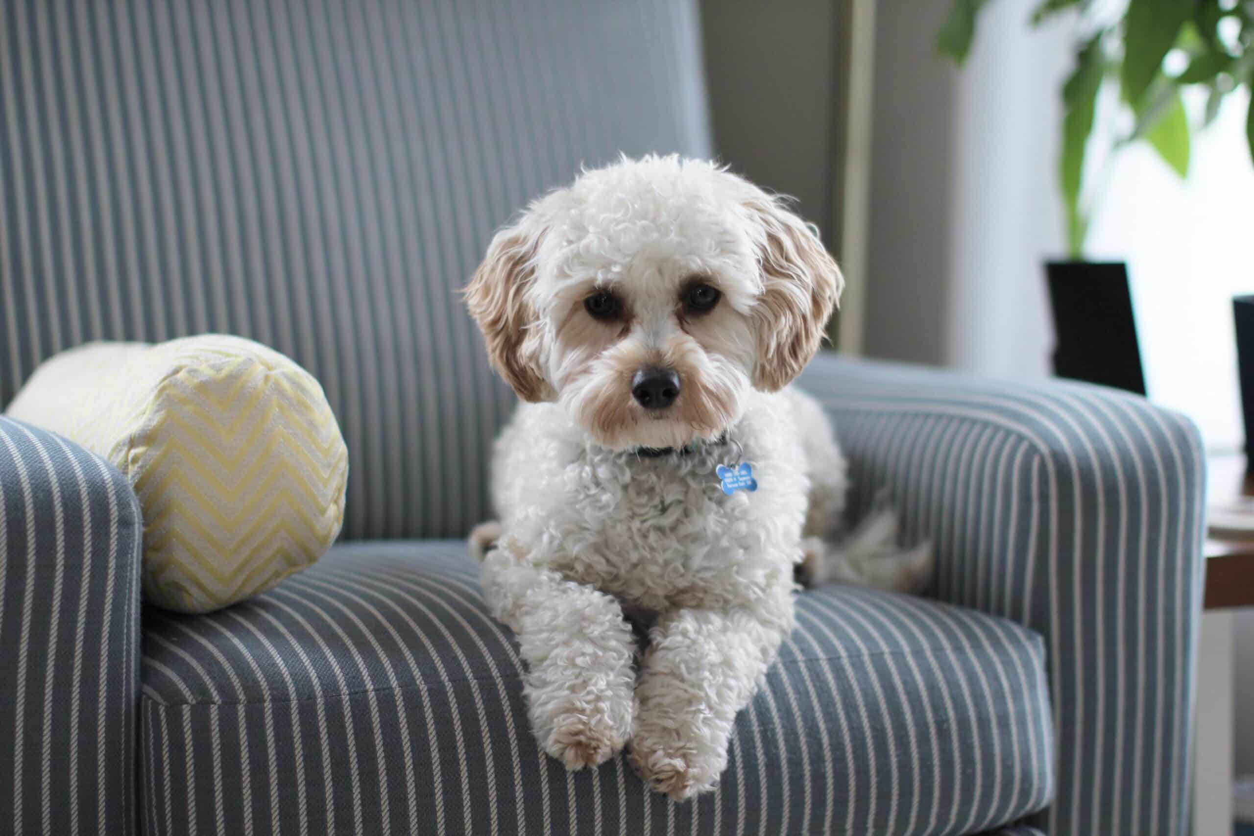 Becoming a pet sitter: A picture of a small white dog sat on a striped armchair, looking directly at the camera.