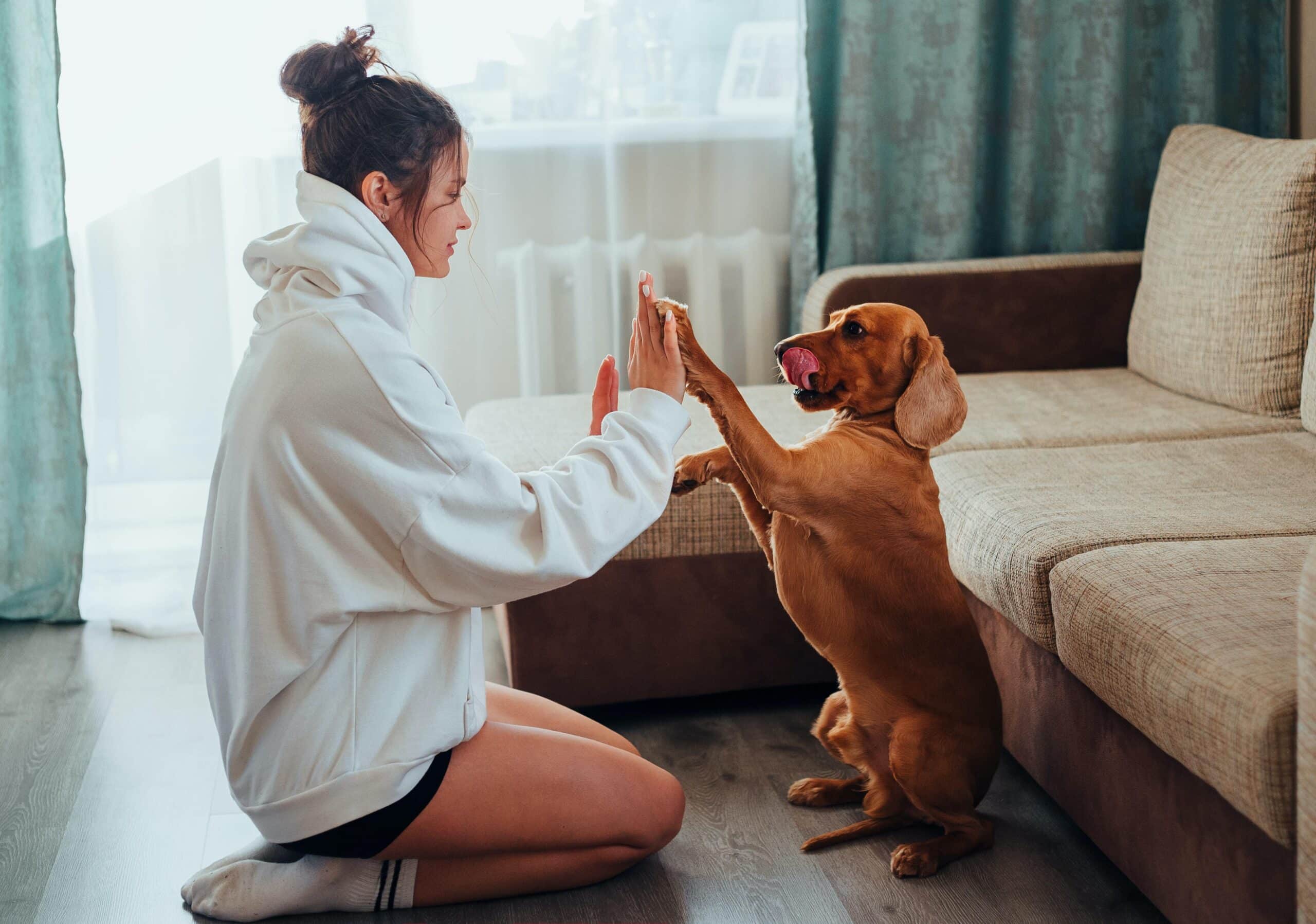Becoming A Pet Sitter: The Pros And Cons
