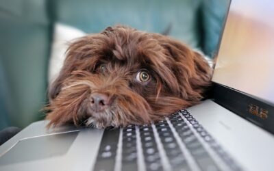 50 Engaging Pet Blog Ideas to Grow Your Online Presence