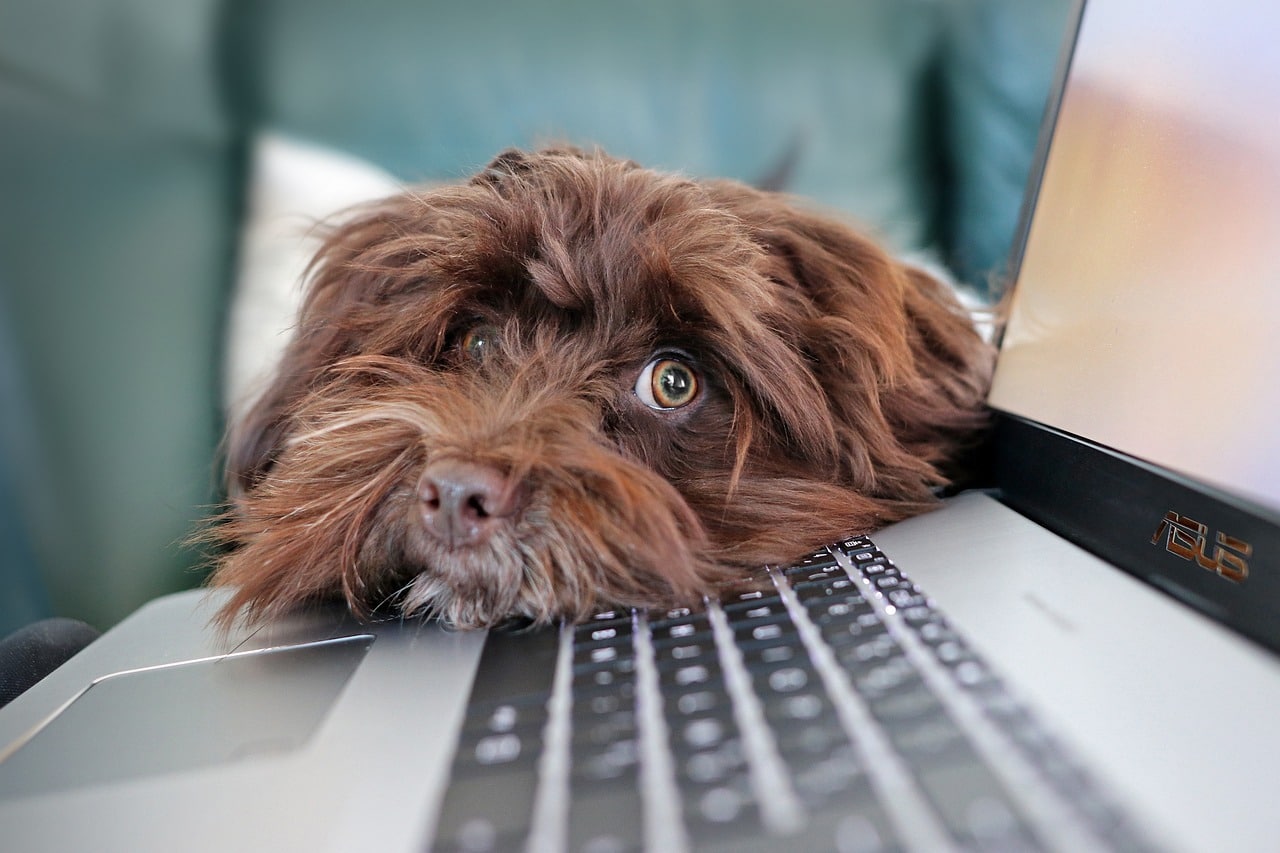 Pet Blogs: A dog lying with its head on a laptop while its owner writes.