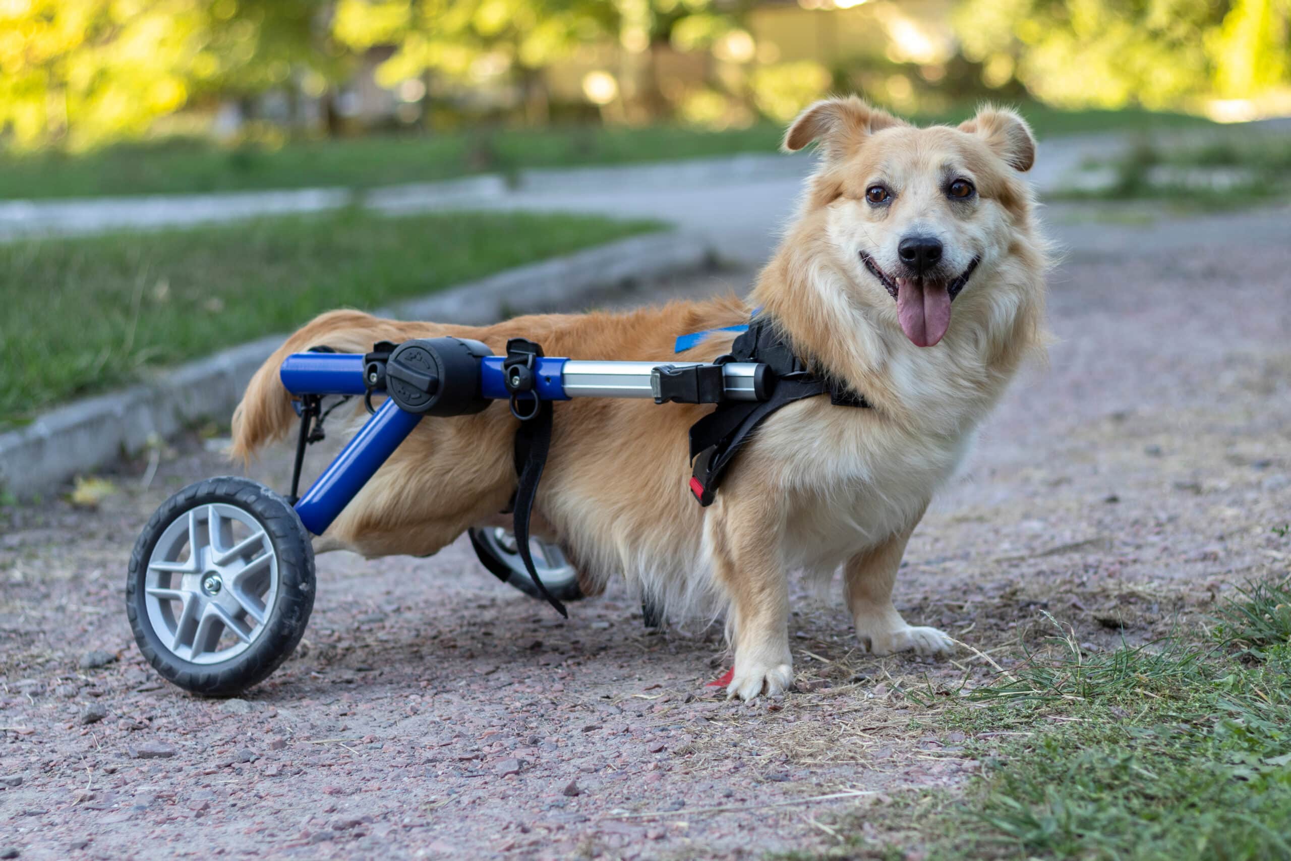 Disabilities in animals: A small corgi cross out for a walk using a dog wheelchair.