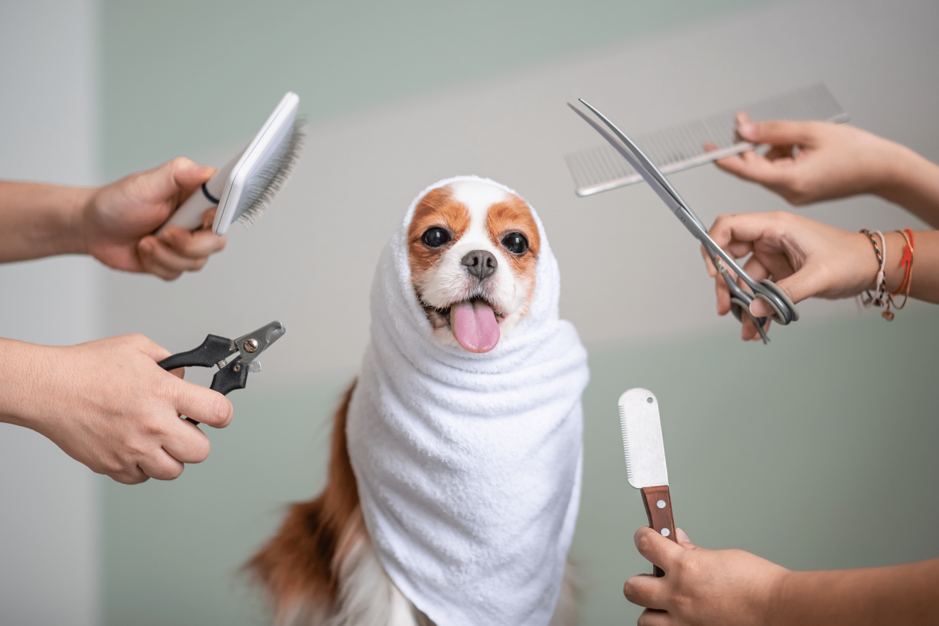 A small king charles cavalier wrapped in a towel in the centre of the image. Around it, hands hover holidng scissors, combs and clippers, preparing to groom.