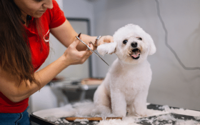 Can I Start A Dog Grooming Business From Home?