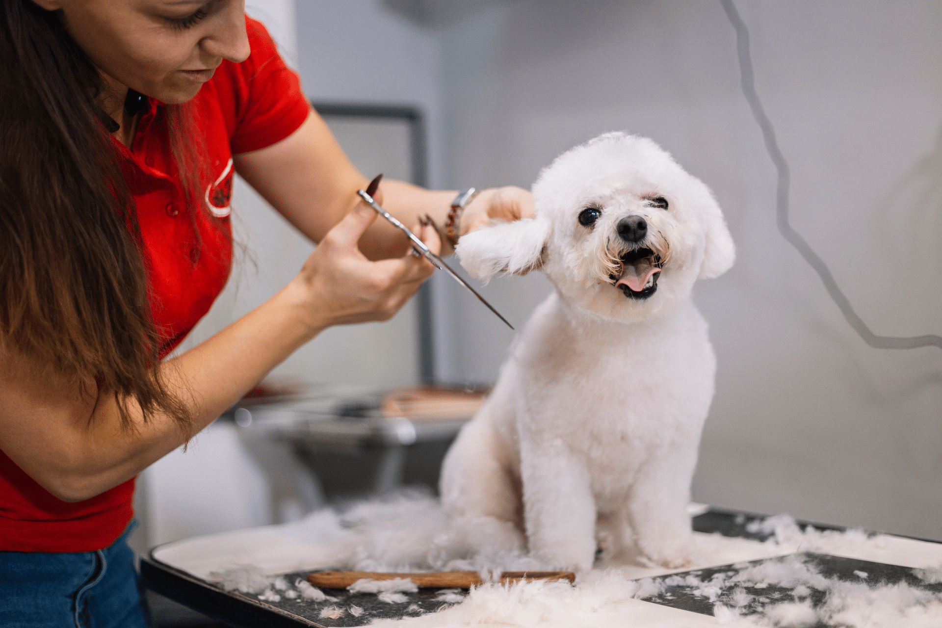 Can I start a dog grooming business from home: A small white dog sat on a grooming table having it's coat cut and smiling.