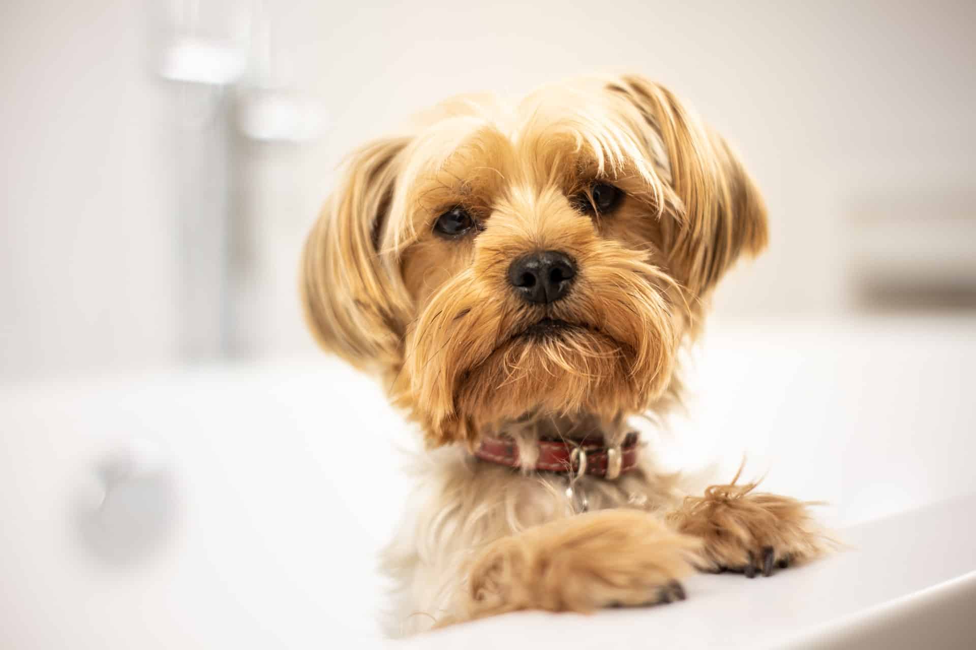 Grooming from home: A small yorkshire terrier dog sat inside a bath tub and peering over the top while it waits to be washed. 