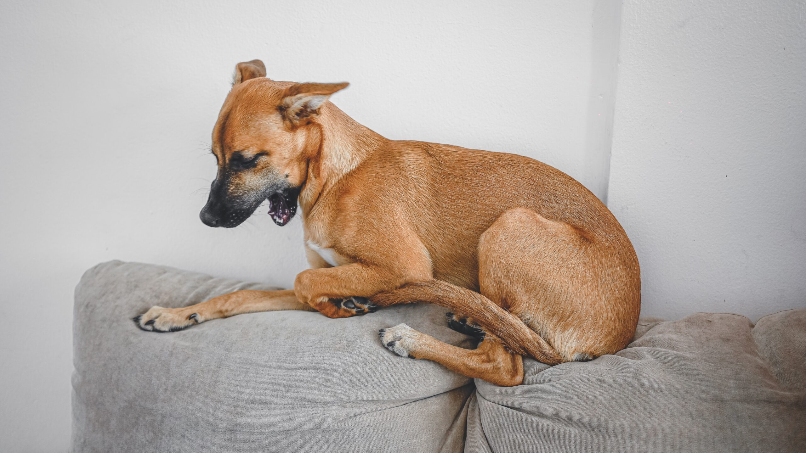 Dog Body Language: A dog sat on the back of the sofa yawning