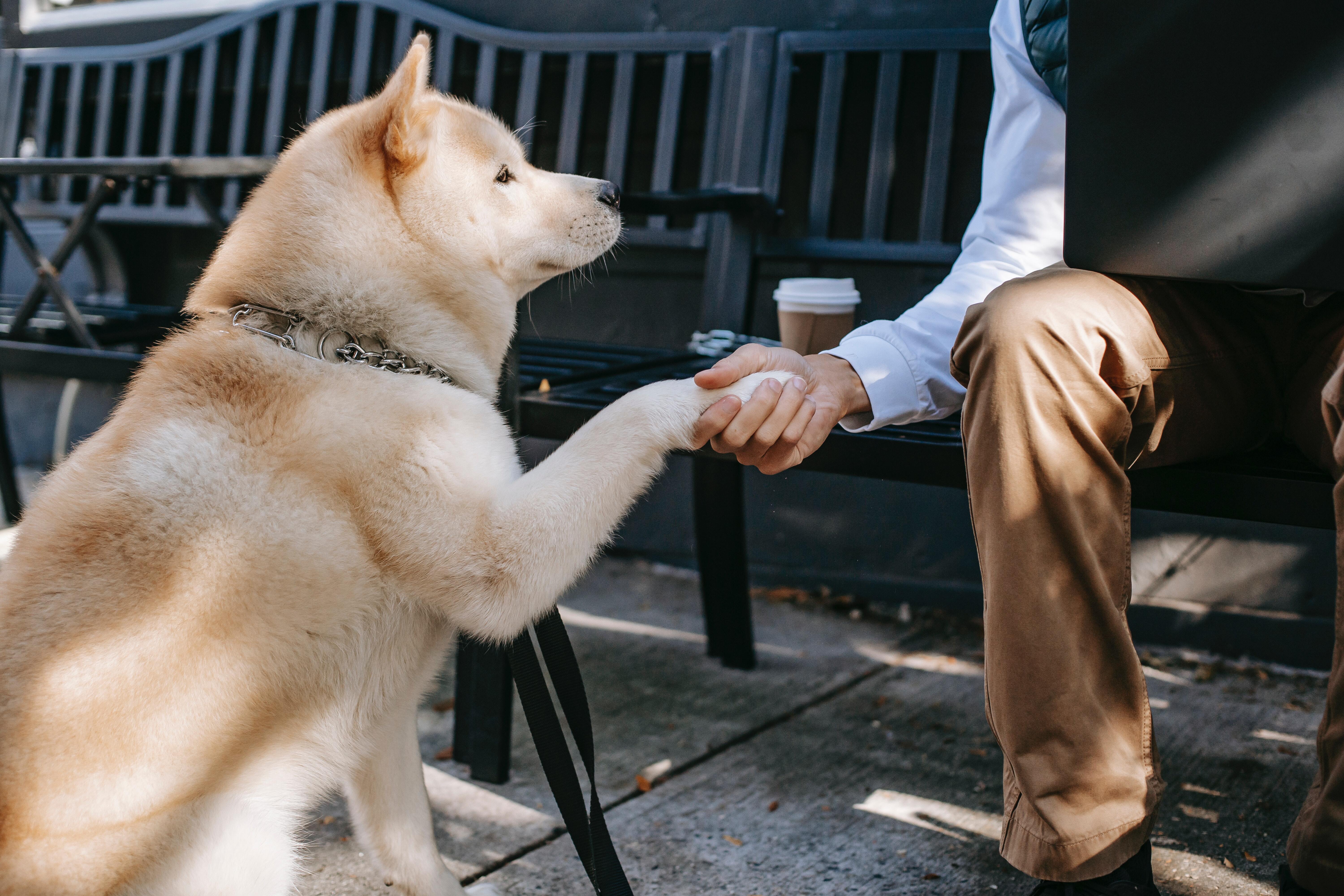 Dog Body Language: A husky-like dog giving paw to its owner.