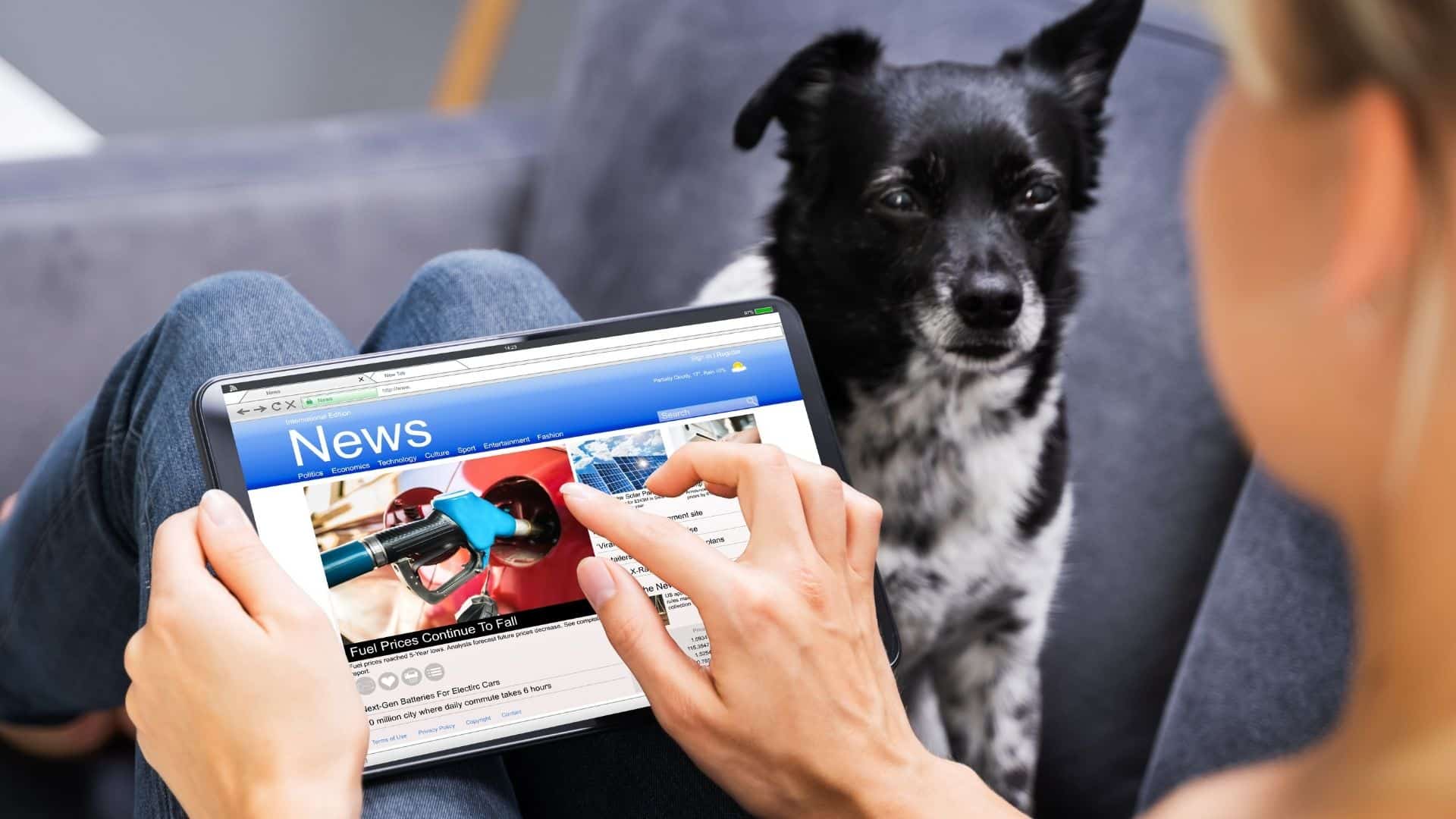 Increase media coverage for your pet business: An image of a person reading the news on their tablet device with a black and white dog sat by their side.