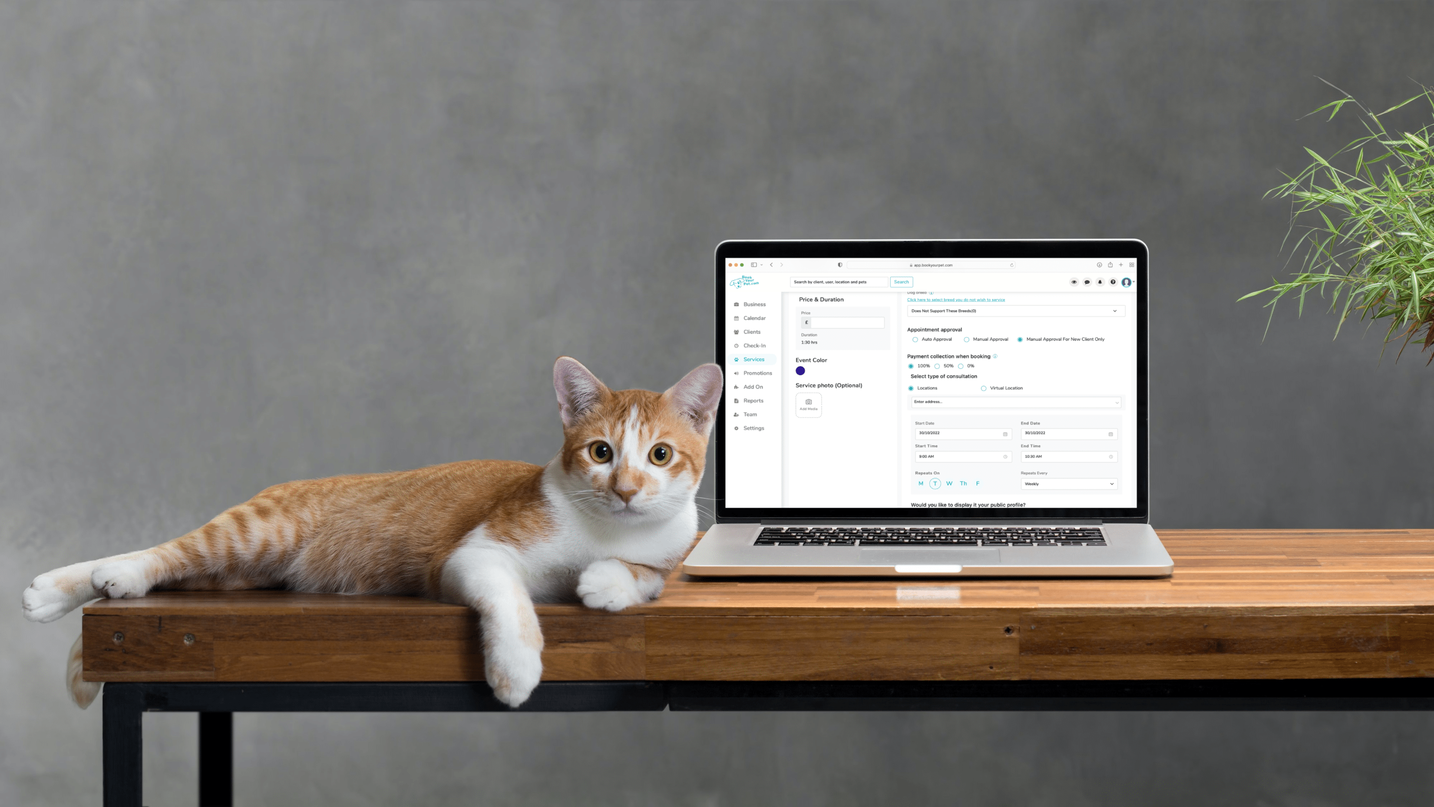 An image of a ginger and white cat laying across a wood table next to a laptop showing the Book Your Pet pet business software.
