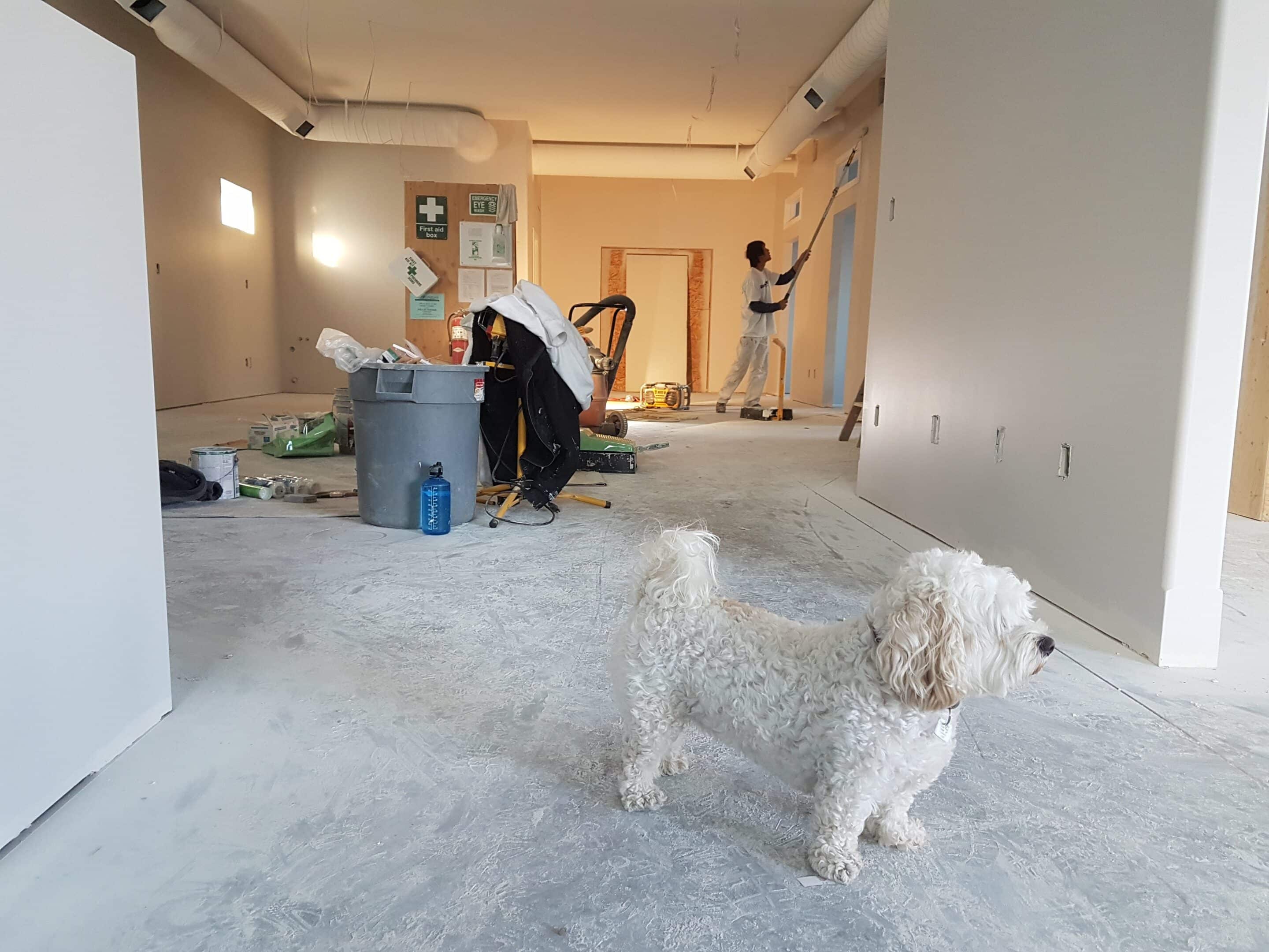 Creating a pet-friendly environment: a pet business owner decorating their business space accompanied by a small bichon frise