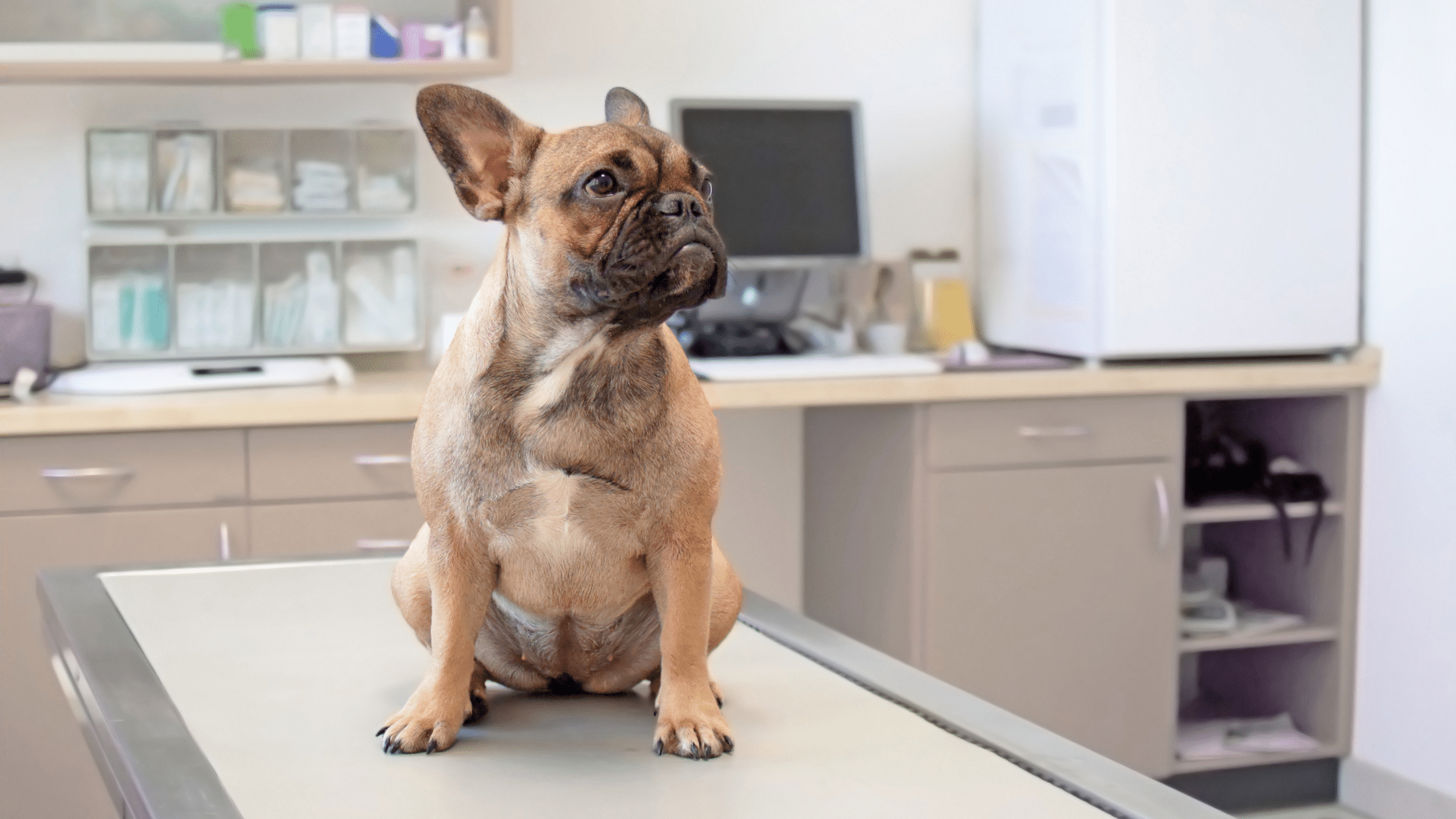 International Day of Veterinary Medicine: A French Bulldog sat on the vets table waiting to be examined. 