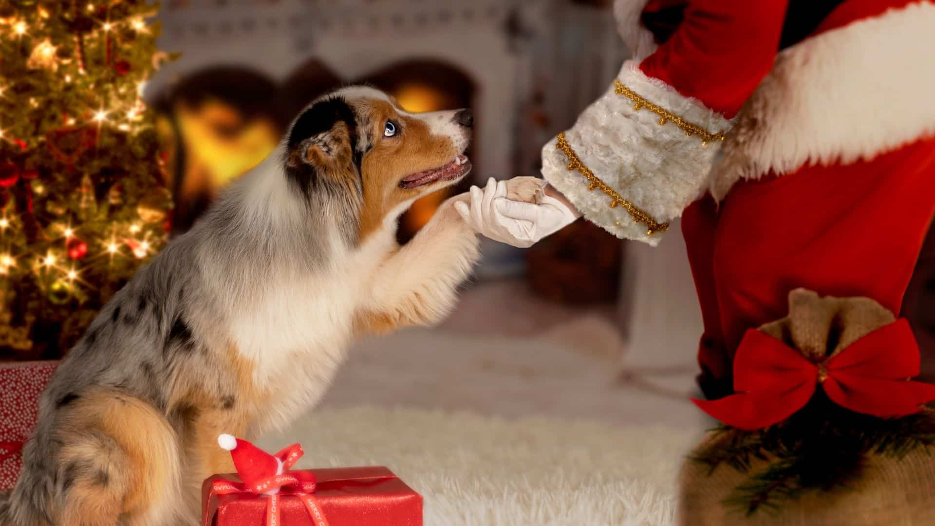 Book Your Pet Affiliate Program
