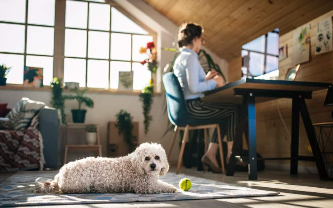 How to Promote and Grow a Pet Business Online