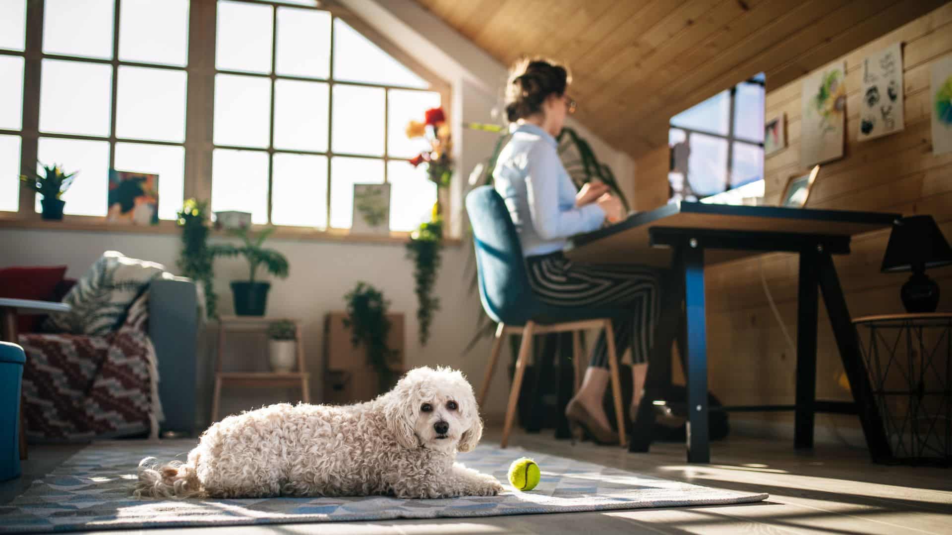 How to Promote and Grow Your Pet Business Online: In the background a woman sits are her desk working on her pet business, in the foreground her small bichon frise is lying next to her.