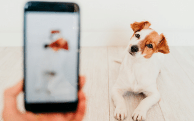 50 Creative Social Media Post Ideas for Pet Businesses