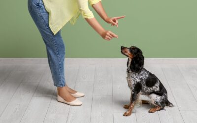 Dog Training 101: Top Tips for Busy Pet Business Owners