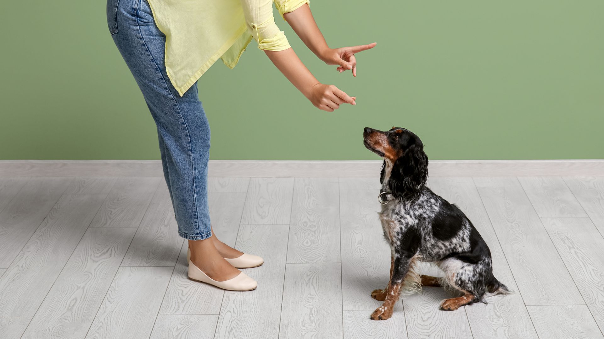 Dog Training 101: An owner telling their cockerspaniel dog to sit.