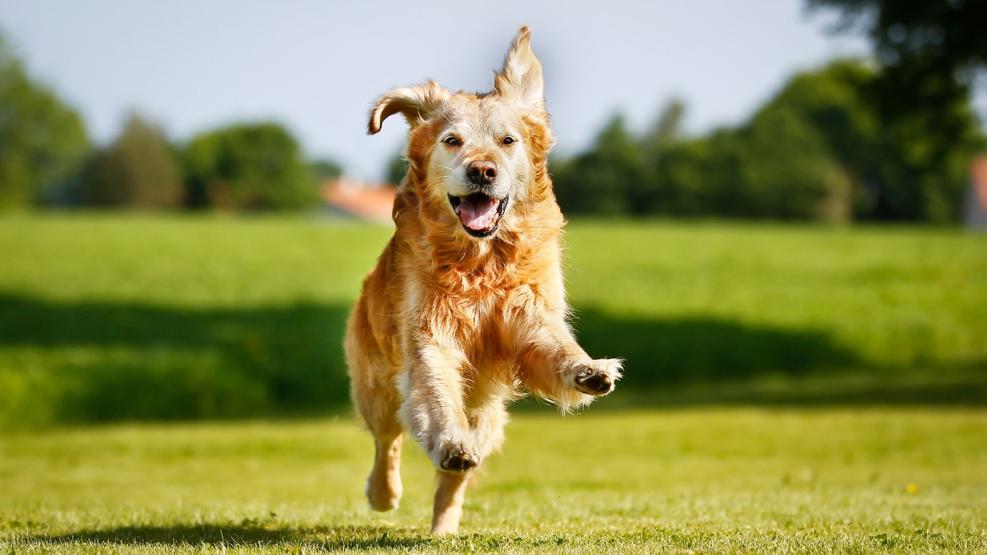 Leap year: A golden retriever dog leaping across a green field.