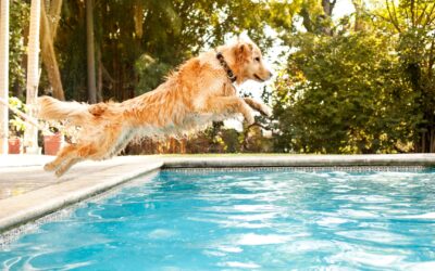 29 Ways to Accelerate Your Pet Business This Leap Year