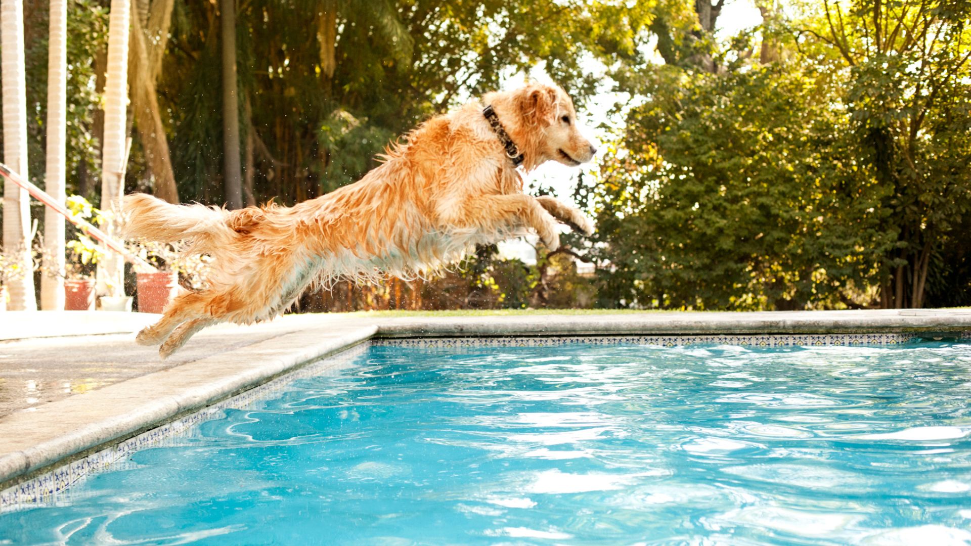 Leap Year: A golden retriever dog mid air as it leaps into an outdoor swimming pool.