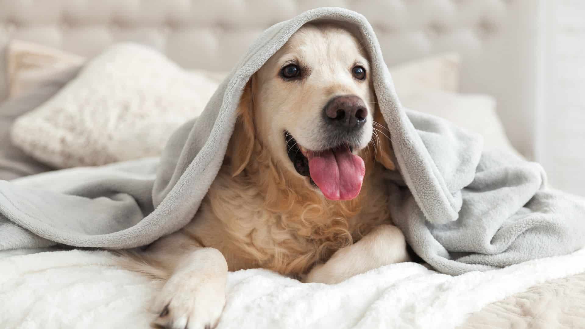 A goldren retriever is lying on a bed, covered in a soft blanket, as though it is staying in a luxury dog boarding facility.