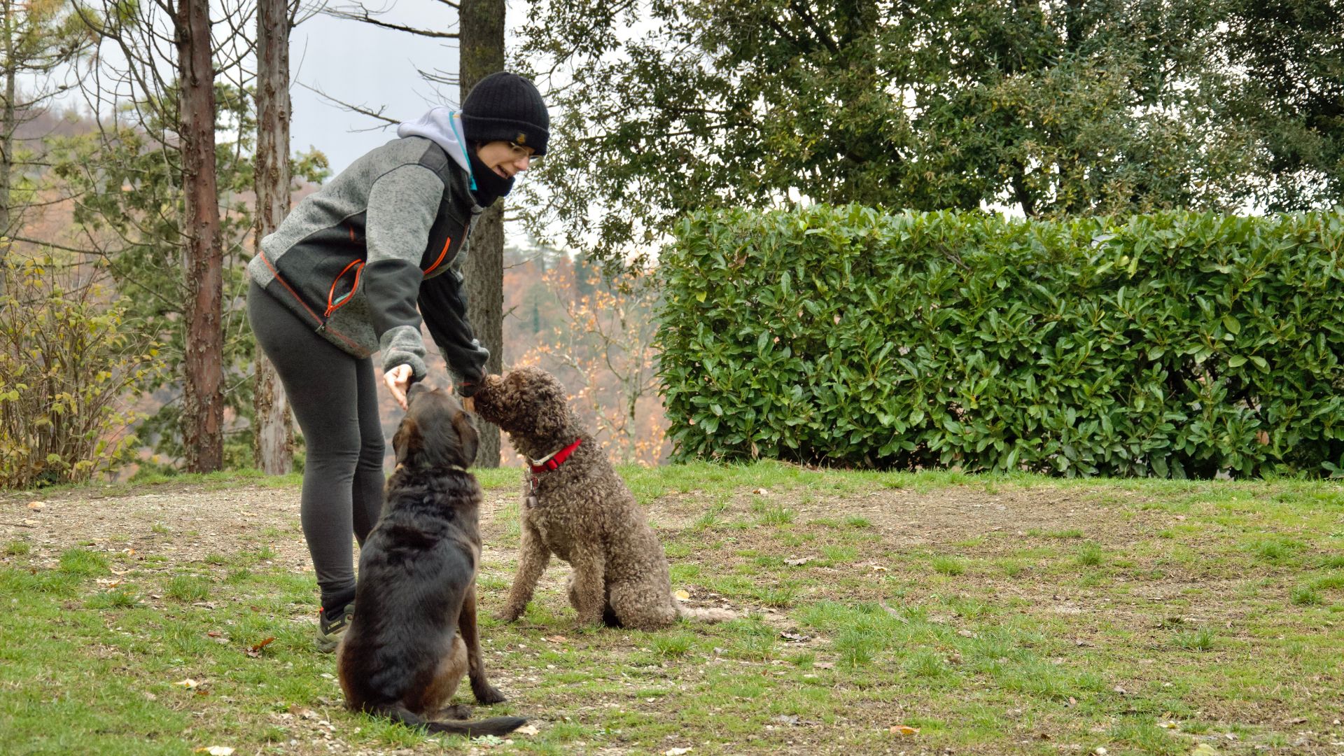 A dog trainer is outdoors with two brown dogs. The trainer is giving the dogs treats, one dog with each hand, as a reward for their work.