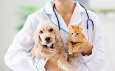 Spay and Neuter Awareness Month