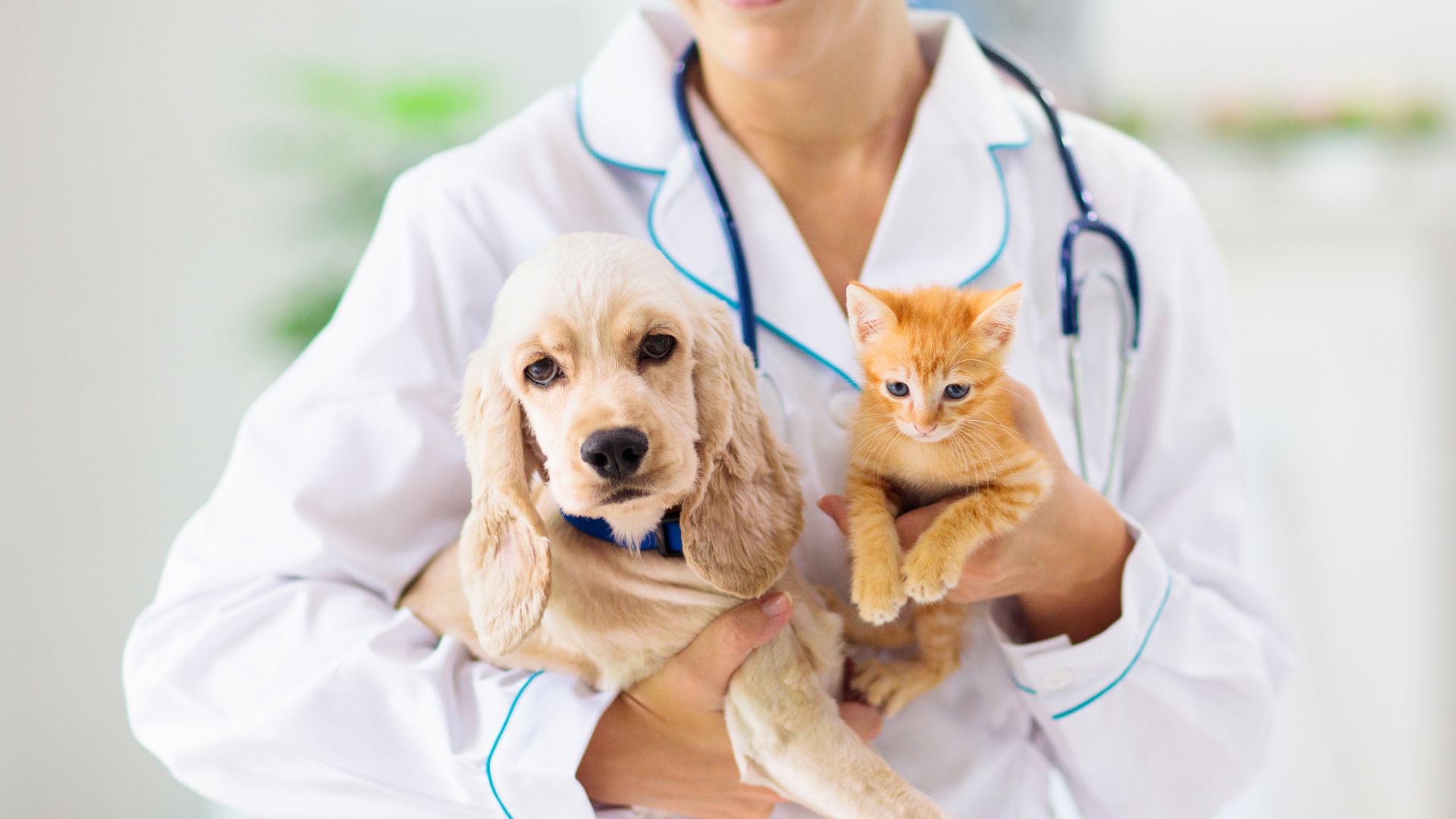 An image showing a puppy and a kitten being held in the arms of a vet. Spaying and neutering education.