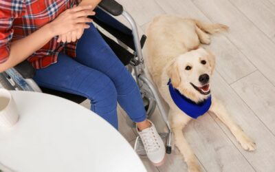 Disabled Access Day 2024: How Can Your Pet Business Help?