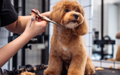 10 Essentials for Starting a Successful Dog Grooming Business