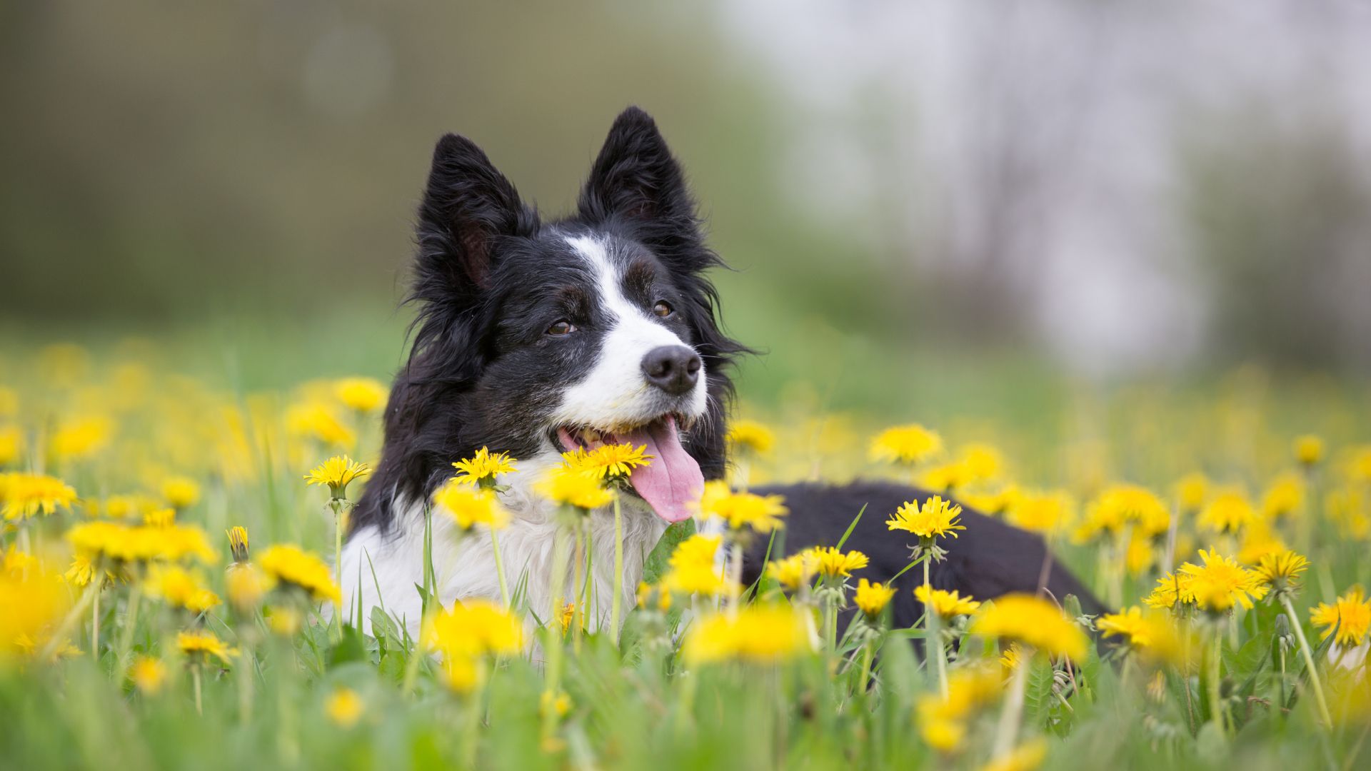 A border collie lying in a field of dandelions