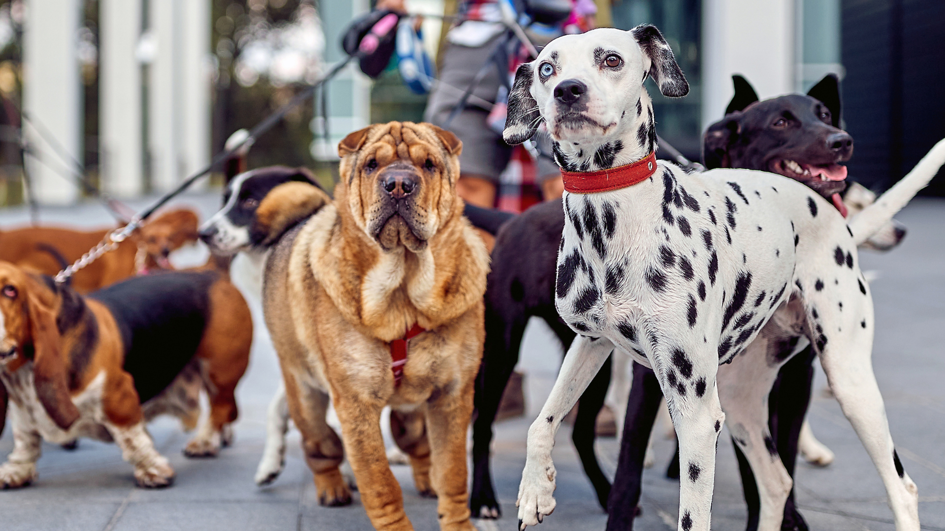 Essentials for starting a dog walking business in your neighborhood