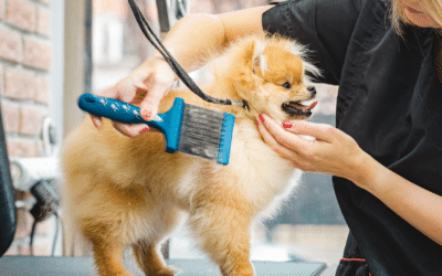Wag-tastic Tips to Make Your Dog Grooming Business Shine this Busy Season!