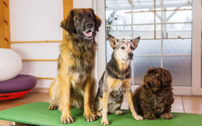 10 Essentials for Starting a Successful Dog Daycare Business