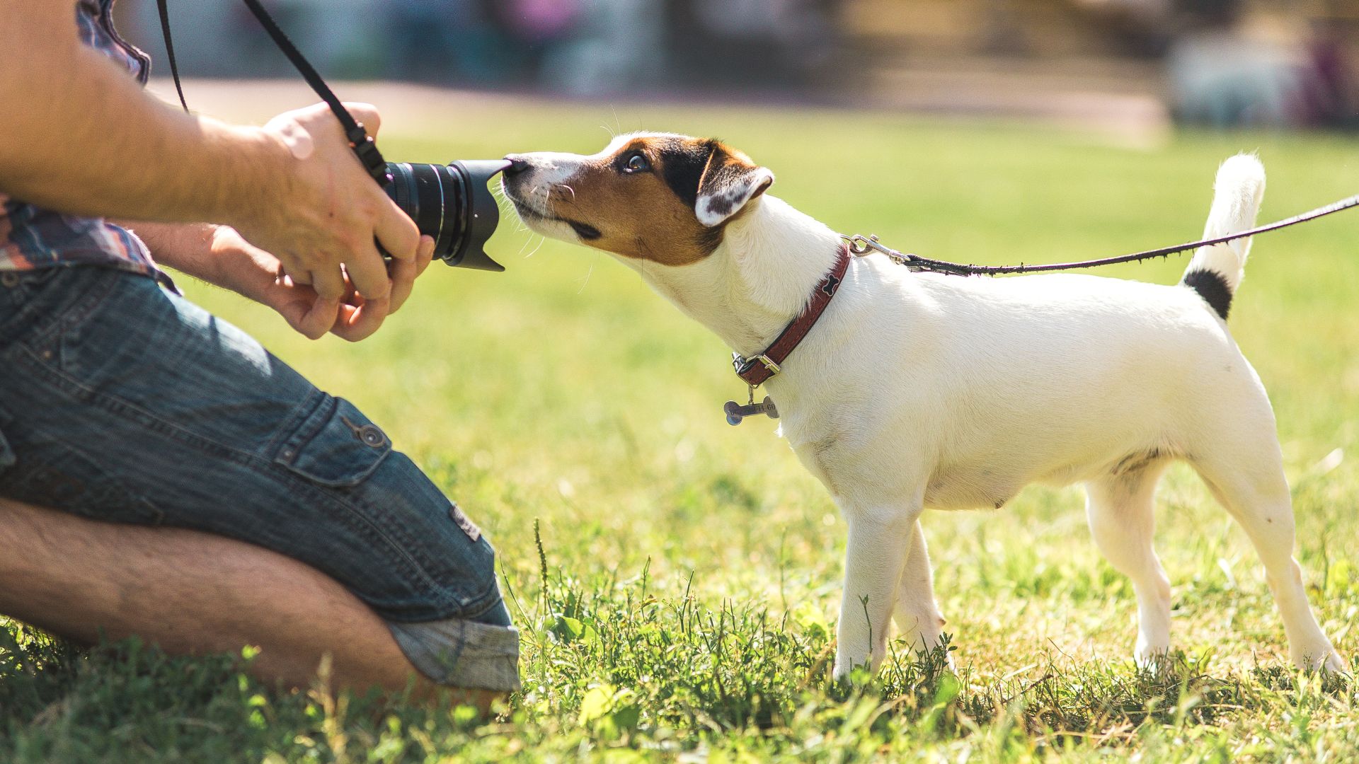How to set up a pet photography business for success in spring: A pet photographer kneeling in a green field. A jack russel dog is standing in front of them sniffina the lens of the camera.