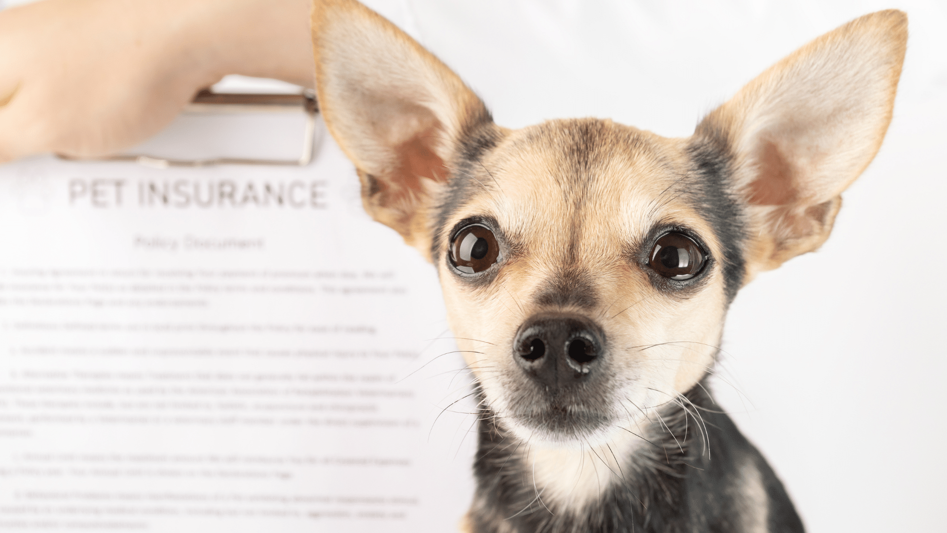 A close up of small Chihuahua sat in of clip board that holds a piece of paper reading 'pet insurance' on it. 