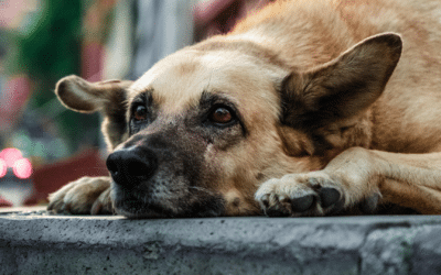 World Stray Animals Day 2024: How Your Pet Business Can Make a Difference