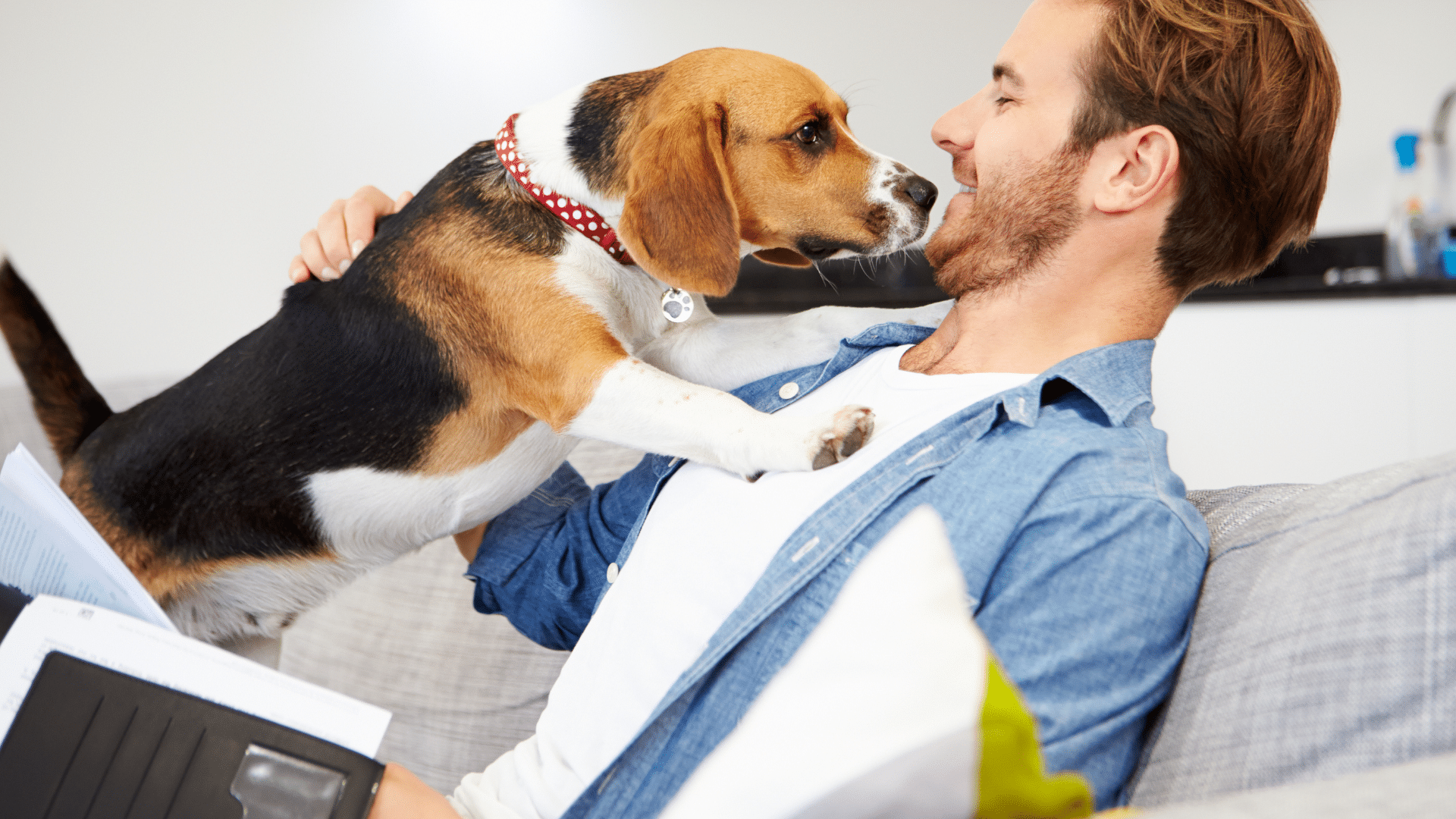 A beagle standing on the chest of its owner and licking its face. Pet business insurance.