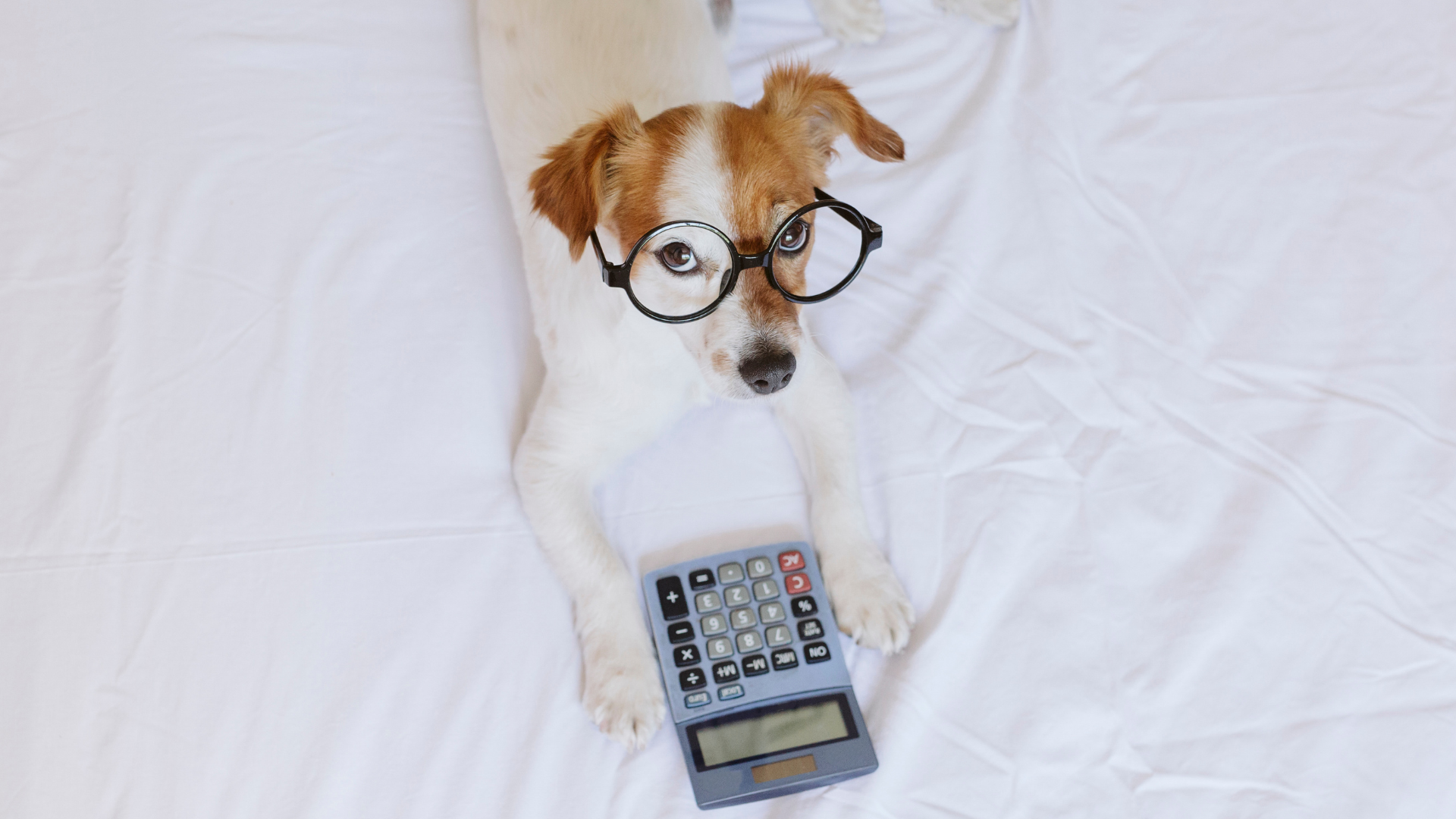 Calculate the start up costs for your dog walking business.
